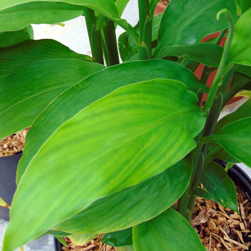 Japanischer Ingwer - Zingiber mioga (Foliage)
