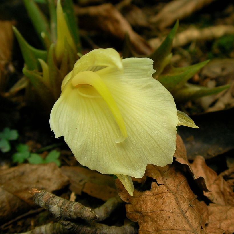 Japanischer Ingwer - Zingiber mioga (Flowering)