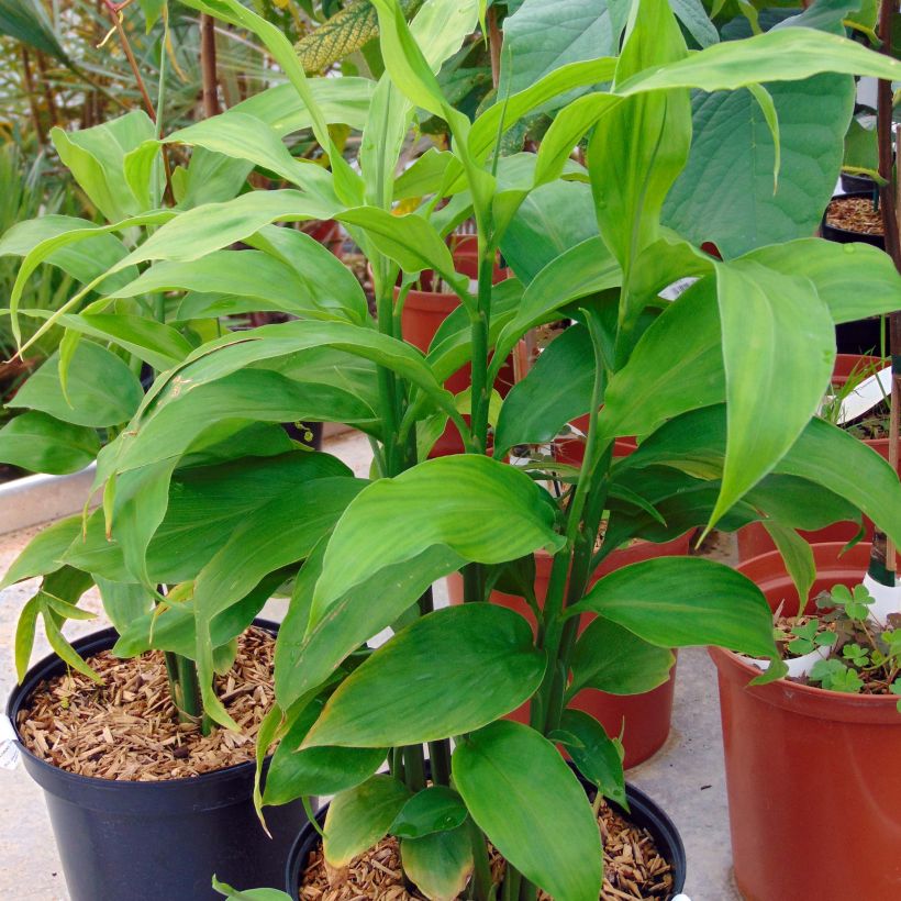Japanischer Ingwer - Zingiber mioga (Plant habit)