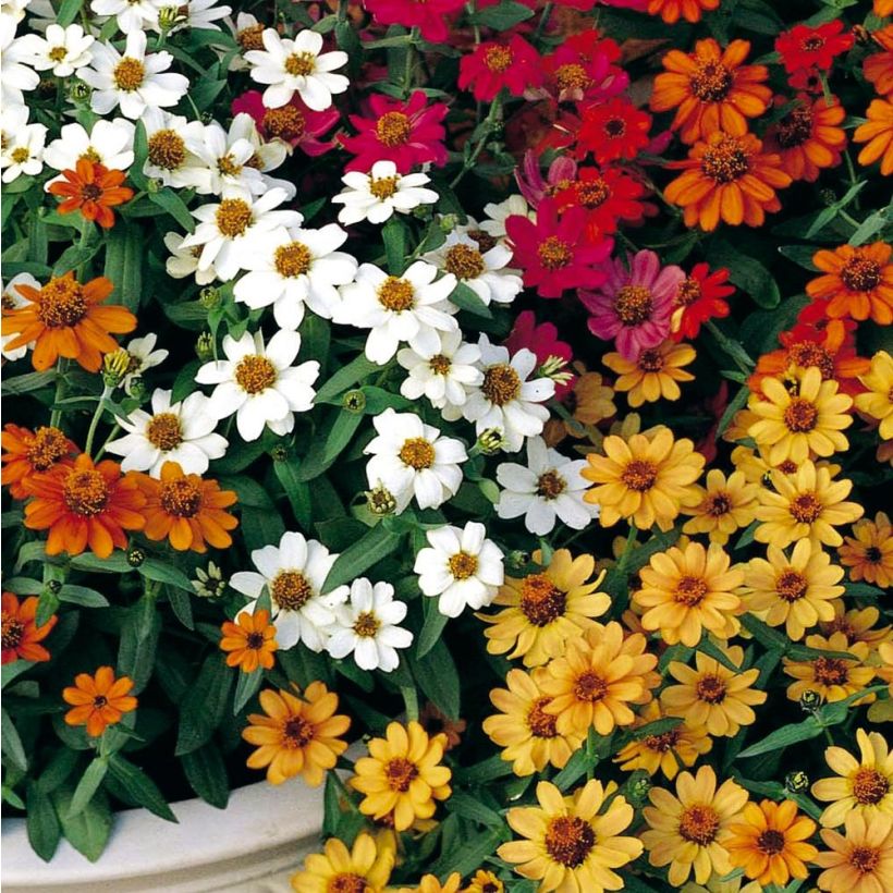 Garten-Zinnie Profusion Double Mix (Flowering)