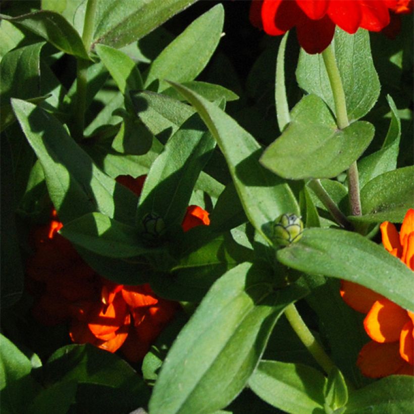 Garten-Zinnie zahara Double Fire (Foliage)