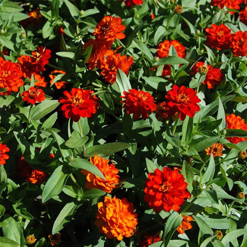 Garten-Zinnie zahara Double Fire (Flowering)