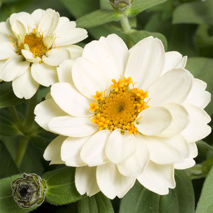 Garten-Zinnie Zahara Double White (Flowering)
