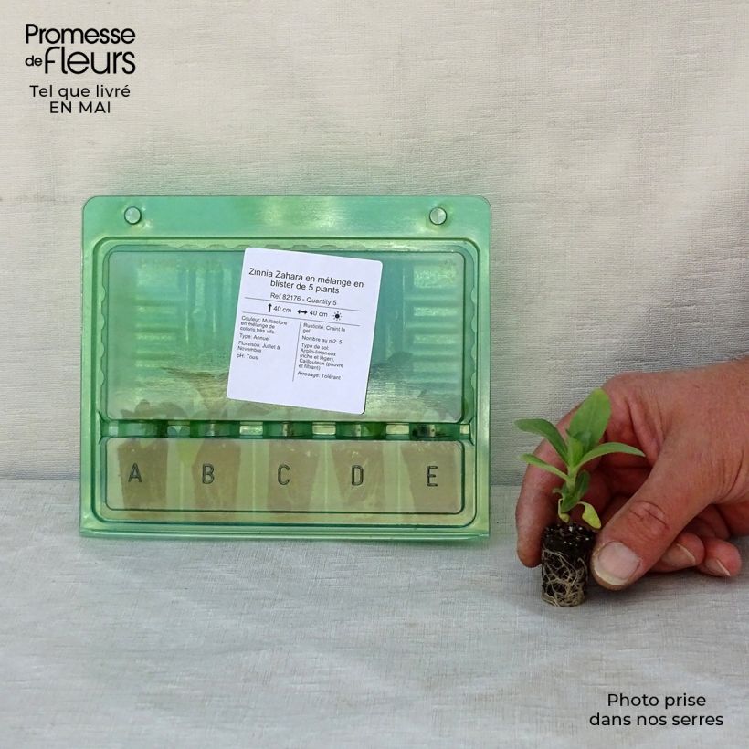 Example of Garten-Zinnie Zahara Mini-Plug Ø 1,5/2,5 cm as you get in printemps