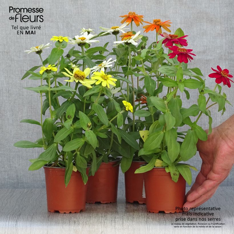 Example of Garten-Zinnie Zahara Topf 10 cm/11cm as you get in printemps