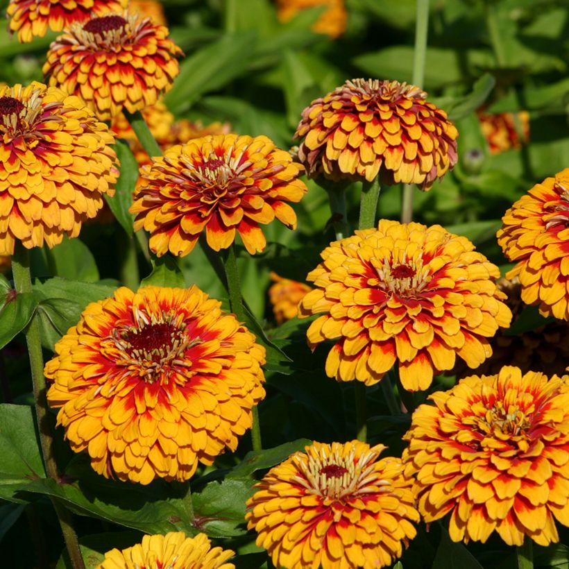 Garten-Zinnie Macarenia (Samen) (Flowering)