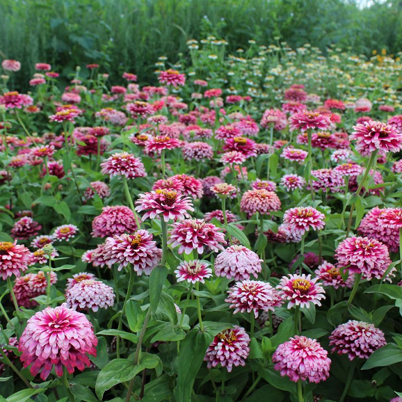 Garten-Zinnie Mazurkia (Samen) (Plant habit)