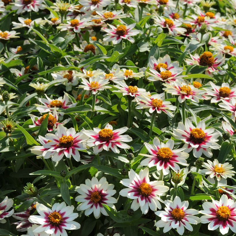 Garten-Zinnie Zahara Starlight Rose (Samen) (Plant habit)