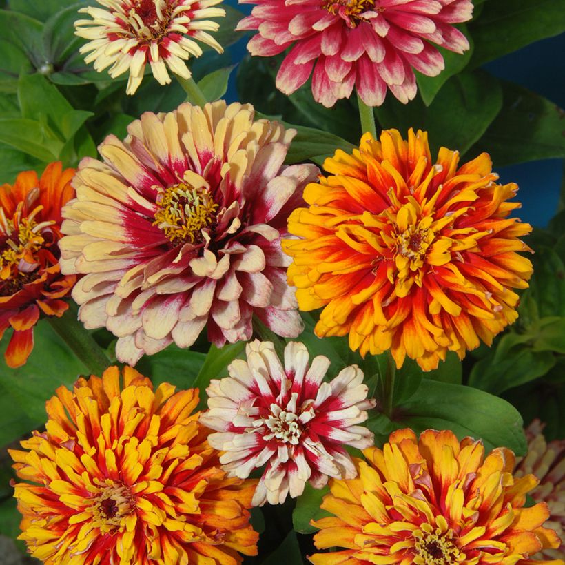 Garten-Zinnie Whirlygig Mixed (Samen) (Flowering)