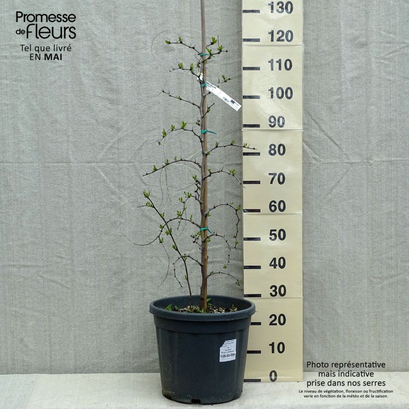 Exemplar von Chinesische Jujube - Ziziphus jujuba Topf mit 12L/15L wie im Frühjahr geliefert