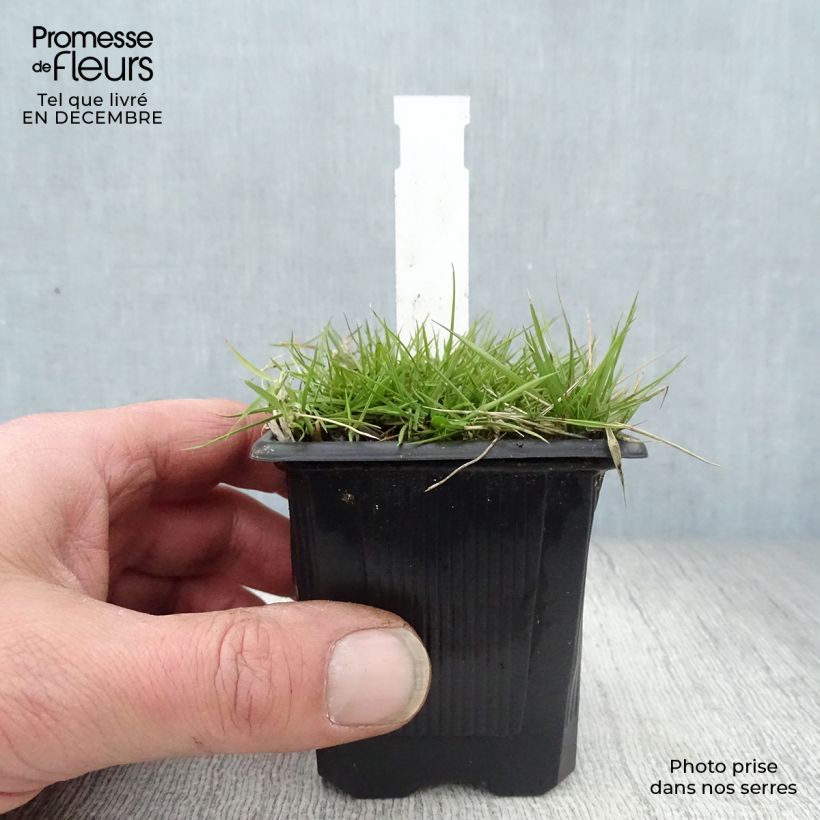 Exemplar von Zoysia tenuifolia Kleine Töpfe von 8/9 cm wie im Winter geliefert