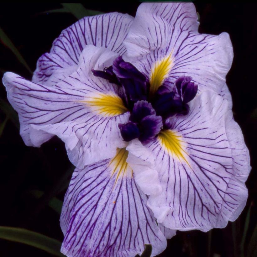 Iris ensata Caprician Butterfly - Japanische Schwertlilie (Flowering)