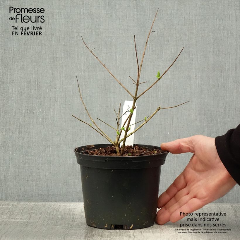 Exemplar von Abelia chinensis - Abelie Topf mit 2L/3L wie im Winter geliefert