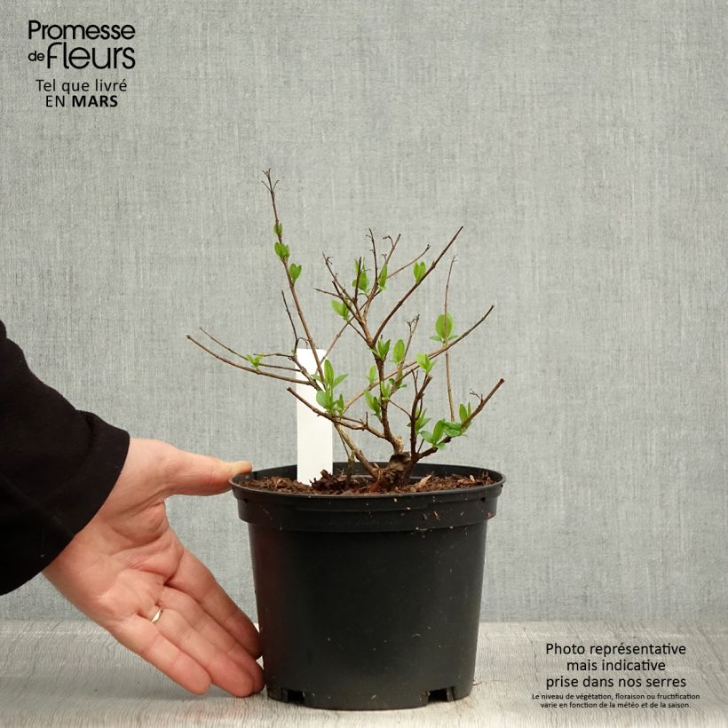 Exemplar von Abelia chinensis - Abelie Topf mit 2L/3L wie im Frühjahr geliefert