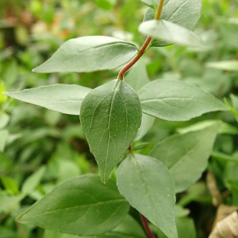 Abelia chinensis Autumn Festival - Abelie (Foliage)