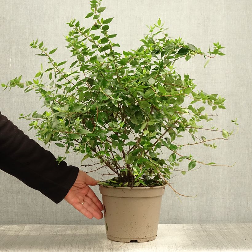 Example of Abelia chinensis Autumn Festival - Abelie Topf mit 4L/5L as you get in automne