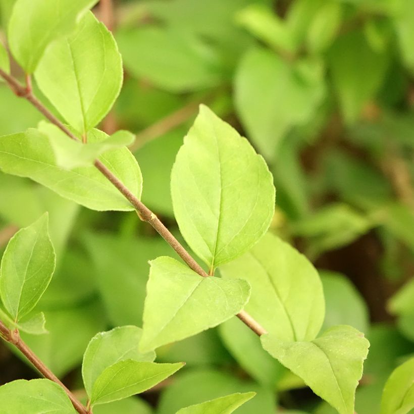 Abelia chinensis White Surprise - Abelie (Foliage)