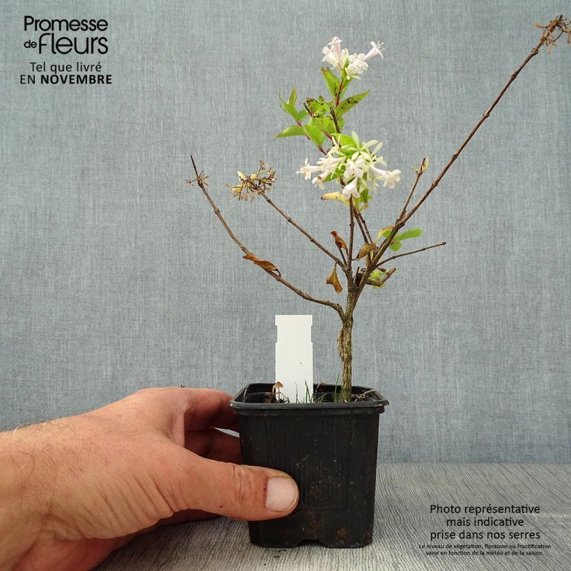 Example of Abelia chinensis White Surprise - Abelie Kleine Töpfe von 8/9 cm as you get in automne