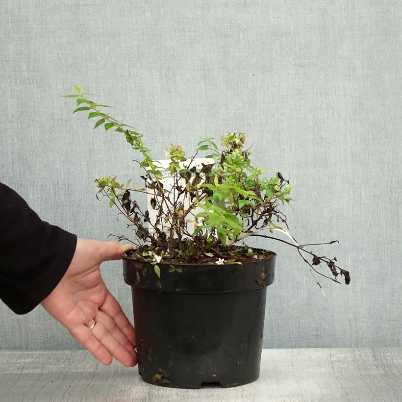 Example of Abelia grandiflora Caramel Charm Topf mit 3L/4L as you get in automne