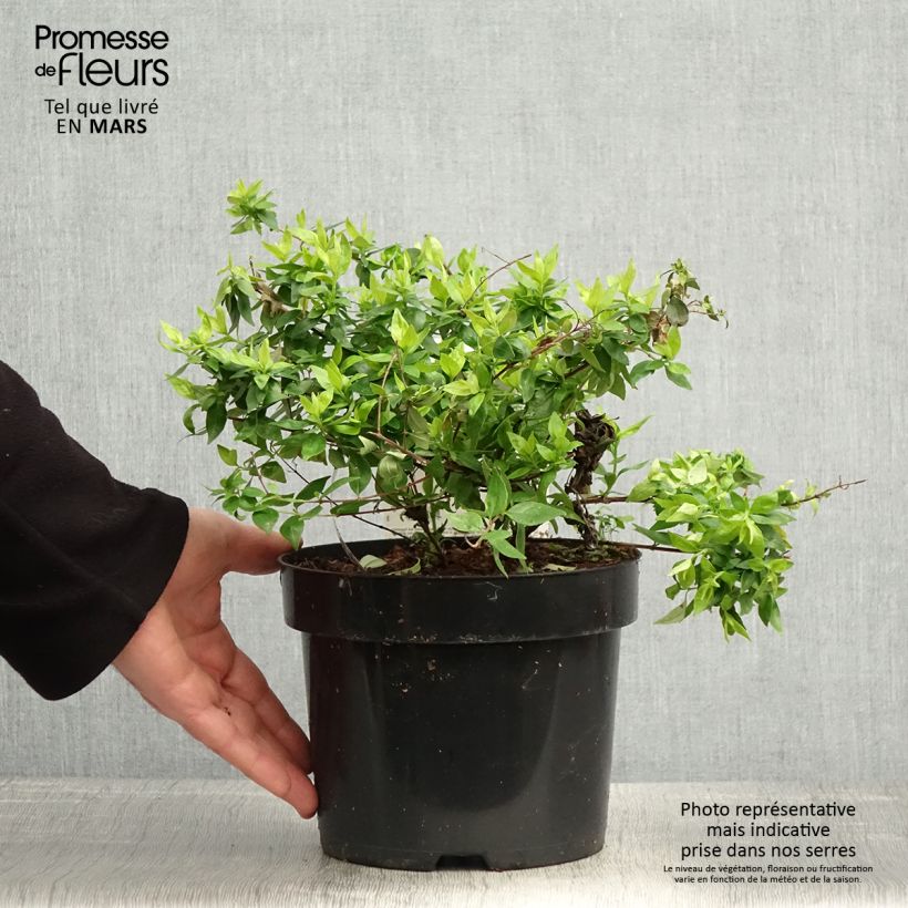 Exemplar von Abelia grandiflora Caramel Charm Topf mit 3L/4L wie im Frühjahr geliefert