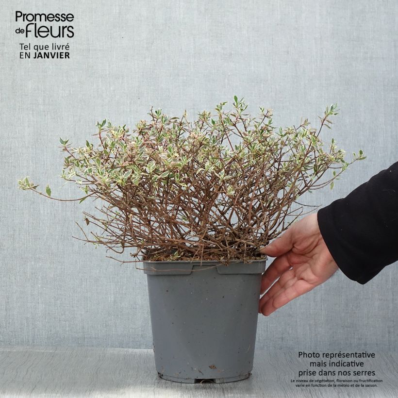 Exemplar von Abelia grandiflora Confetti Topf mit 3L/4L wie im Winter geliefert