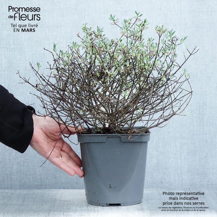 Exemplar von Abelia grandiflora Confetti Topf mit 3L/4L wie im Frühjahr geliefert