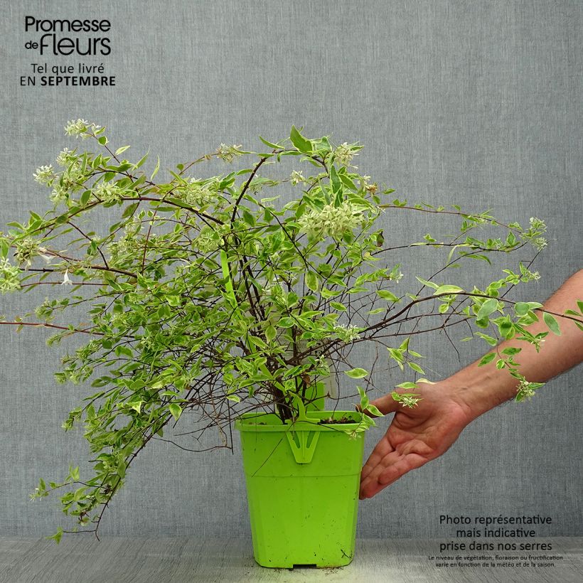 Example of Abelia grandiflora Hopleys Topf mit 2L/3L as you get in automne