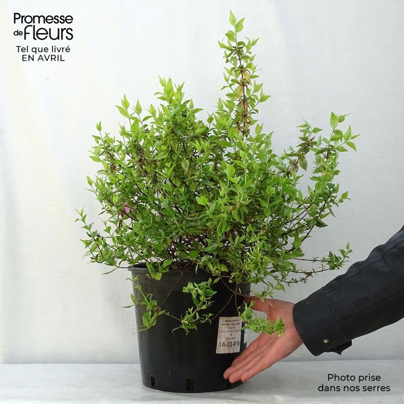 Exemplar von Abelia grandiflora Kaleidoscope Topf mit 3L/4L wie im Frühjahr geliefert