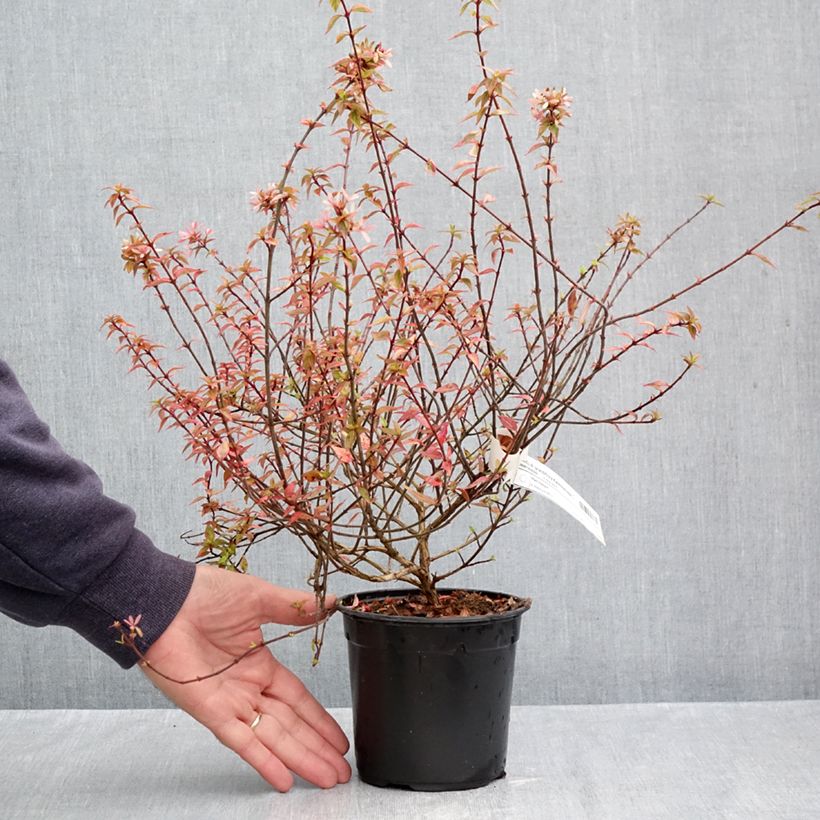 Exemplar von Abelia grandiflora Kaleidoscope Topf mit 1L/1,5L wie im Herbst geliefert