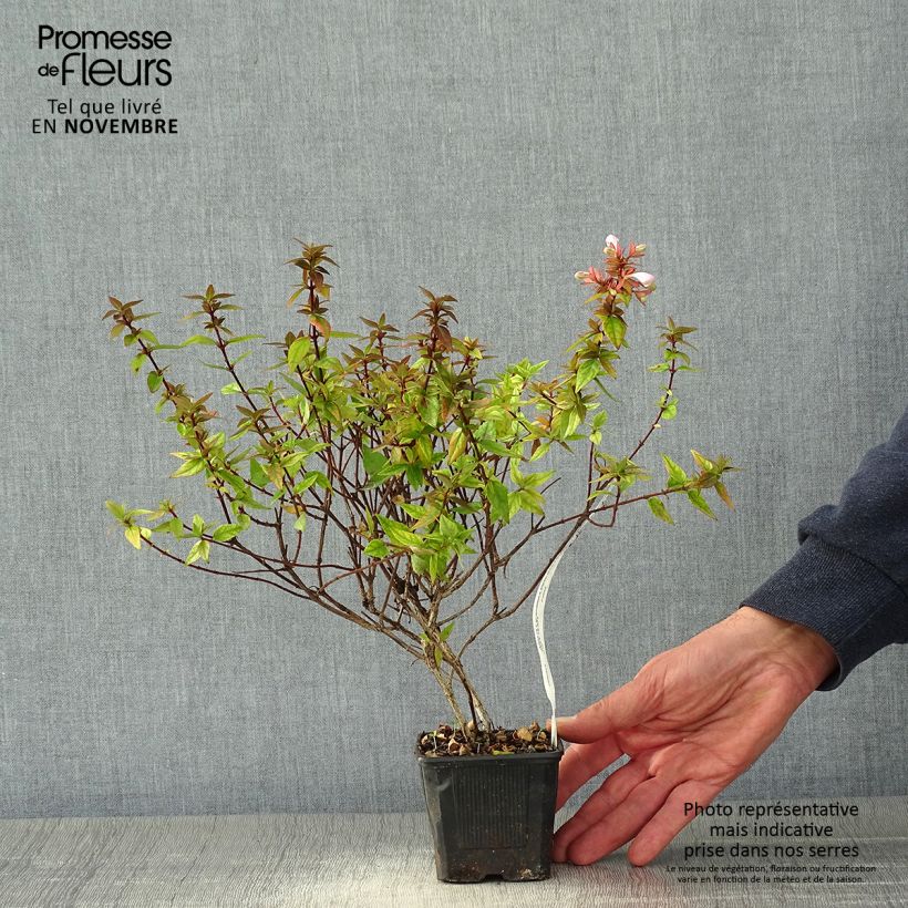 Example of Abelia grandiflora Pisto Kleine Töpfe von 8/9 cm as you get in automne