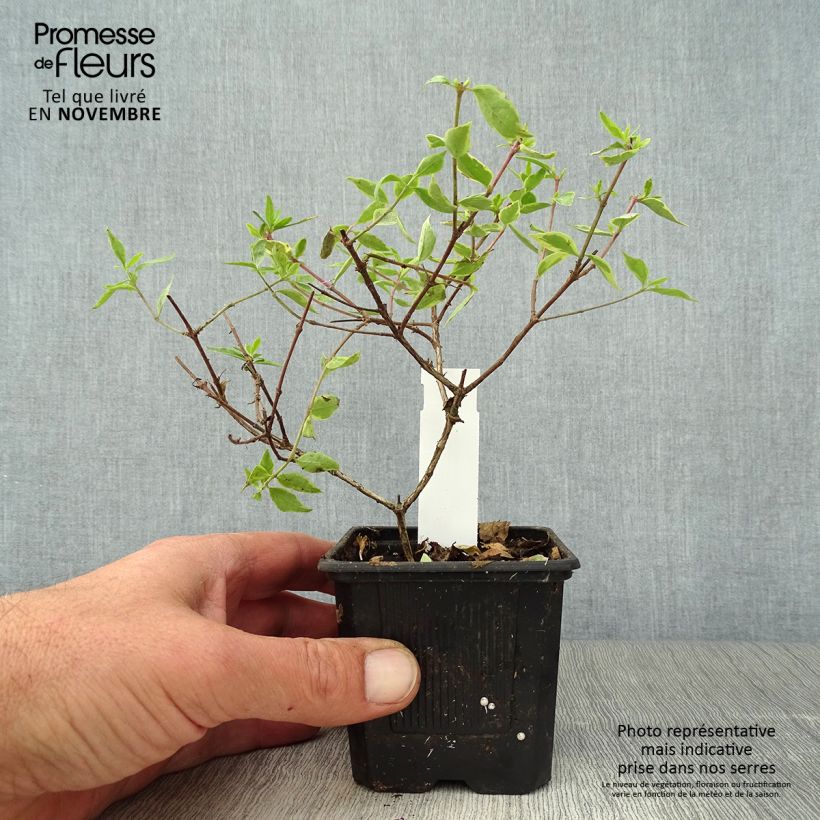 Example of Abelia grandiflora Sunshine Daydream Kleine Töpfe von 8/9 cm as you get in automne