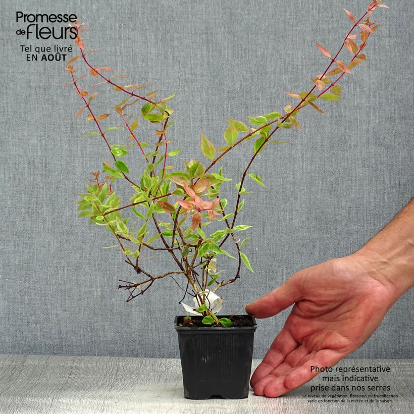 Exemplar von Abelia grandiflora Sunshine Daydream Kleine Töpfe von 8/9 cm wie im Sommer geliefert