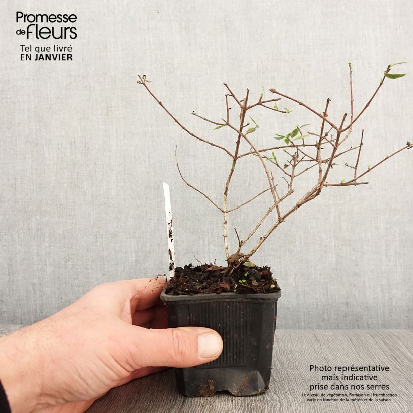 Exemplar von Abelia grandiflora Sunshine Daydream Kleine Töpfe von 8/9 cm wie im Winter geliefert