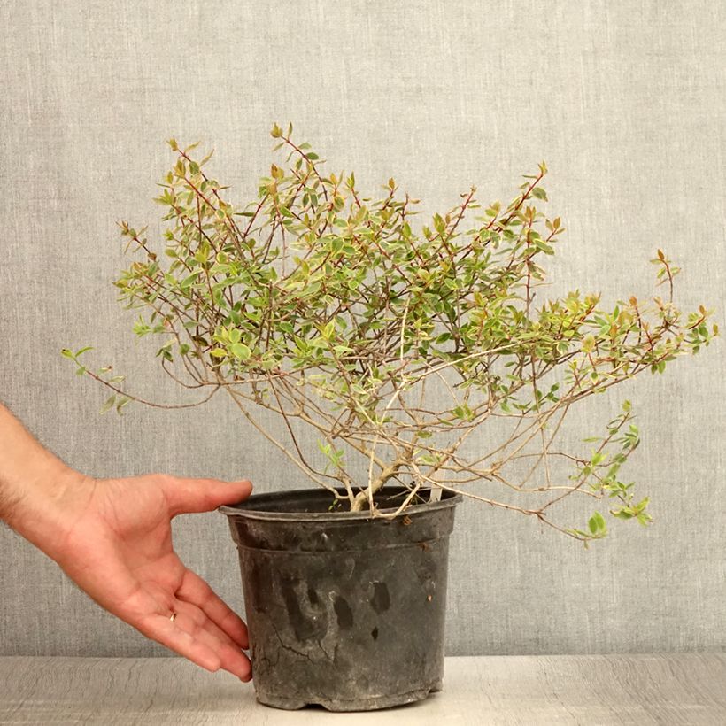 Example of Abelia grandiflora Sunshine Daydream Topf mit 3L/4L as you get in ete