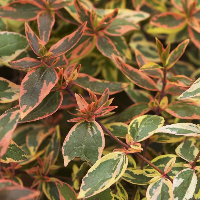 Abelia grandiflora Tricolor Charm (Foliage)