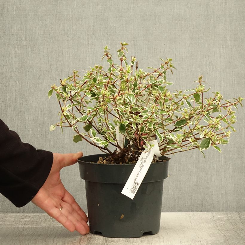 Example of Abelia grandiflora Magic Daydream Topf mit 3L/4L as you get in automne