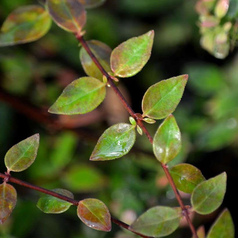 Abelia grandiflora Petite Garden Minedward (Foliage)
