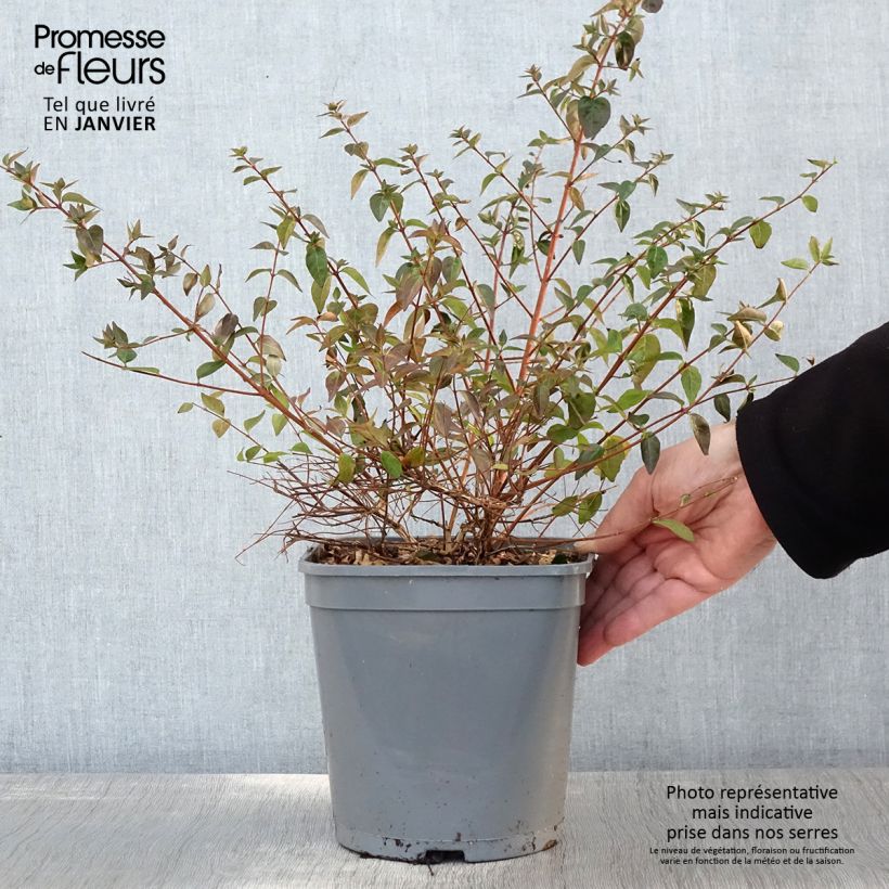 Exemplar von Abelia grandiflora Pink Pong Topf mit 3L/4L wie im Winter geliefert
