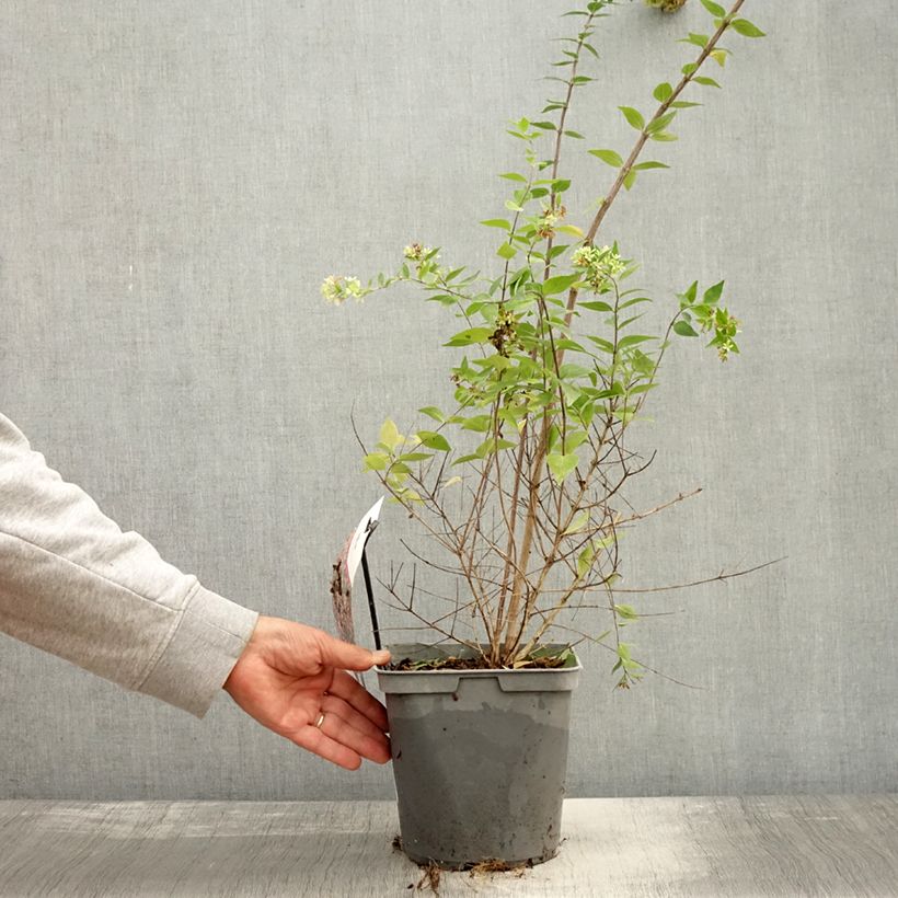 Example of Abelia Raspberry Profusion Topf mit 3L/4L as you get in automne