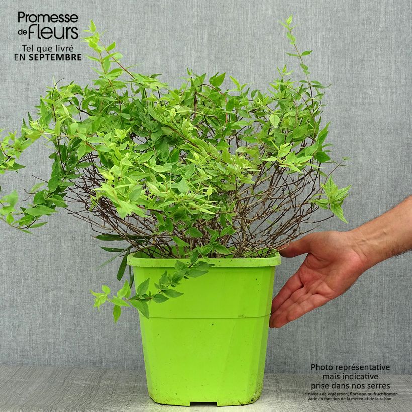 Example of Abelia grandiflora Happy Daydream Topf mit 3L/4L as you get in automne