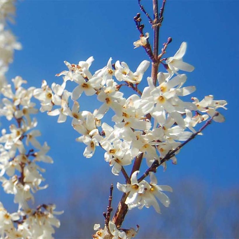Abeliophyllum distichum - Schneeforsythie (Flowering)