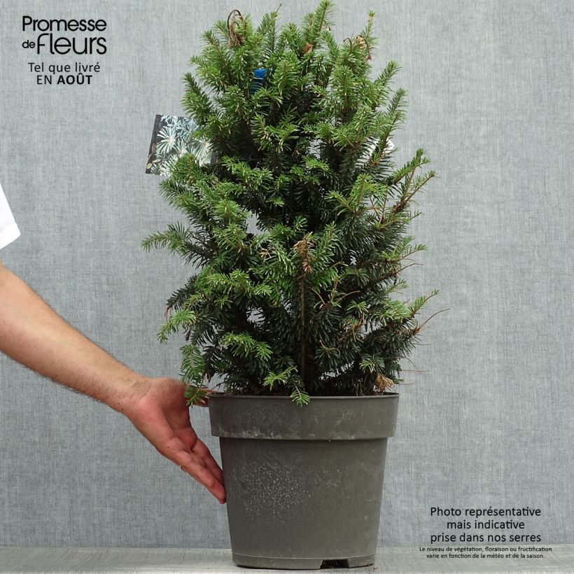 Example of Abies alba Pyramidalis - Weiß-Tanne Topf mit 7,5L/10L as you get in ete