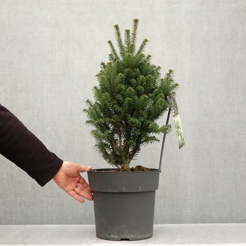 Exemplar von Abies alba Pyramidalis - Weiß-Tanne Topf mit 7,5L/10L wie im Herbst geliefert