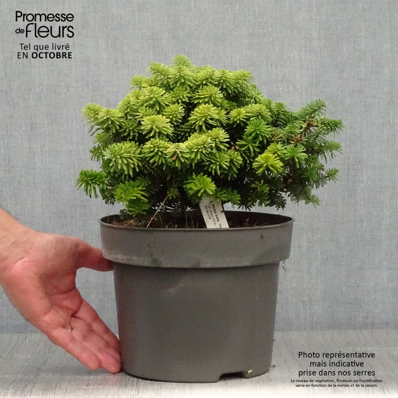 Example of Abies balsamea Nana - Balsam-Tanne Topf mit 4L/5L as you get in automne