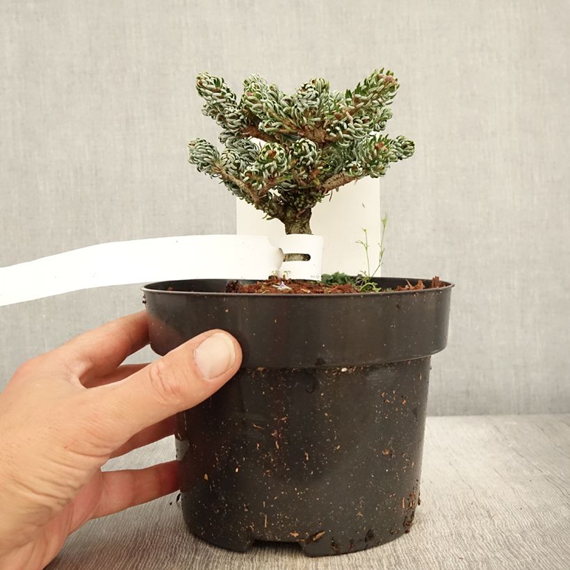 Example of Abies koreana Kohout's Icebreaker - Koreanische Tanne Topf mit 2L/3L as you get in automne