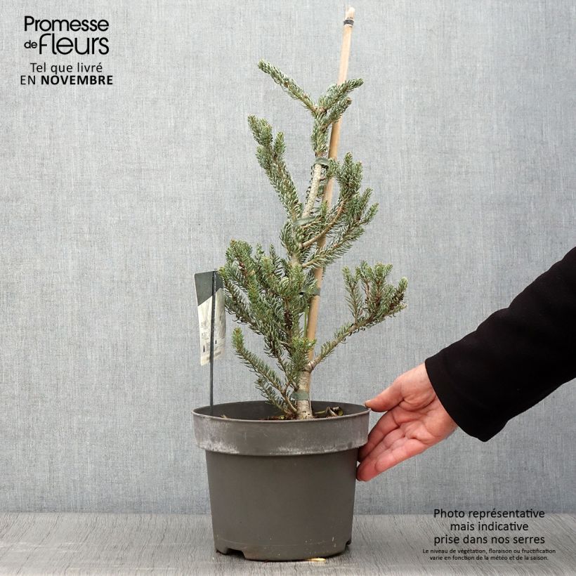 Example of Abies koreana Silberlocke - Koreanische Tanne Topf mit 4L/5L as you get in automne