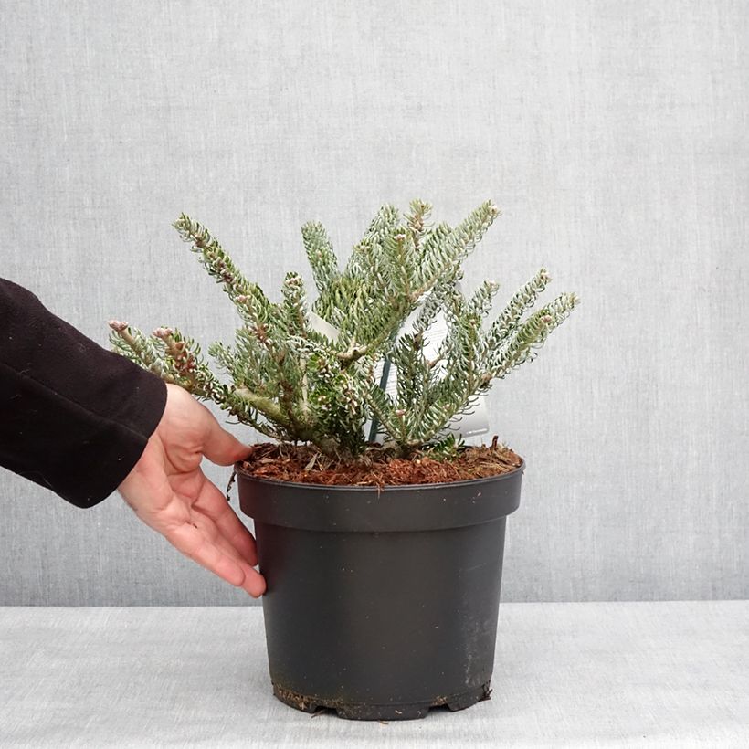 Exemplar von Abies koreana Silberlocke - Koreanische Tanne Topf mit 4L/5L wie im Winter geliefert