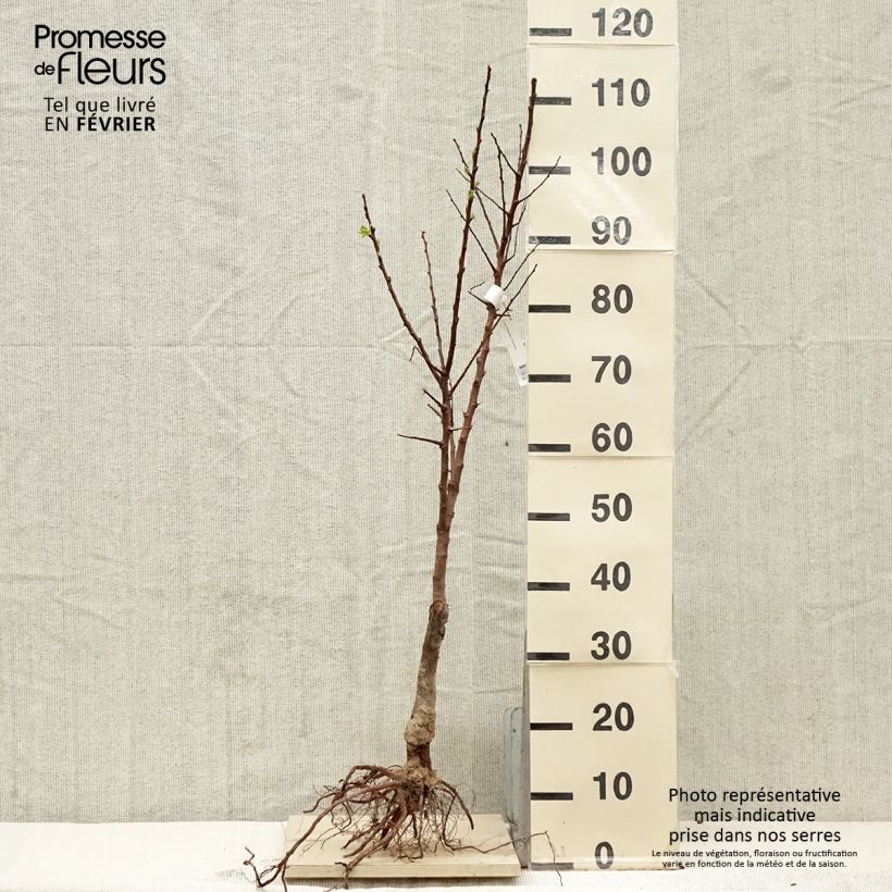 Example of Bio Bergeron Aprikosenbaum as you get in hiver