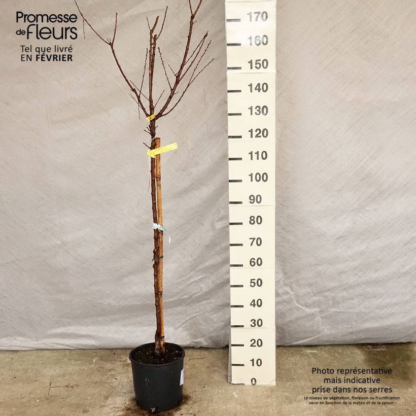 Exemplar von Aprikose Bergeron - Prunus armeniaca Topf mit 7,5L/10L, Halbstamm wie im Winter geliefert