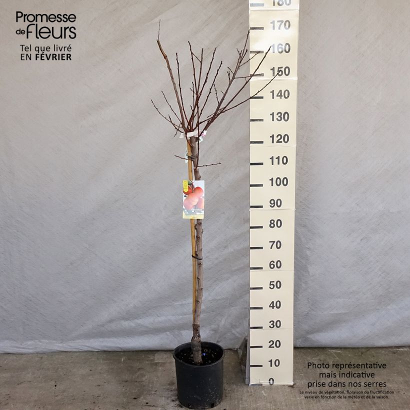 Exemplar von Aprikose Bergeron - Prunus armeniaca Topf mit 7,5L/10L, Gobelet-Form wie im Winter geliefert